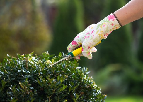 Beautifully edged lawn highlighting meticulous lawn care